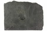 Parital Trilobite (Chotecops) Fossil - Bundenbach, Germany #156617-1